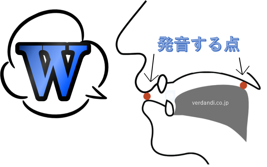 wの発音方法・口の形・喉